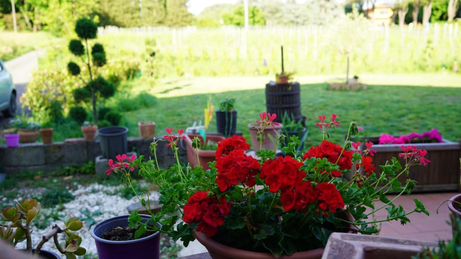 Bed and Breakfast Wine House Capannori Exterior foto