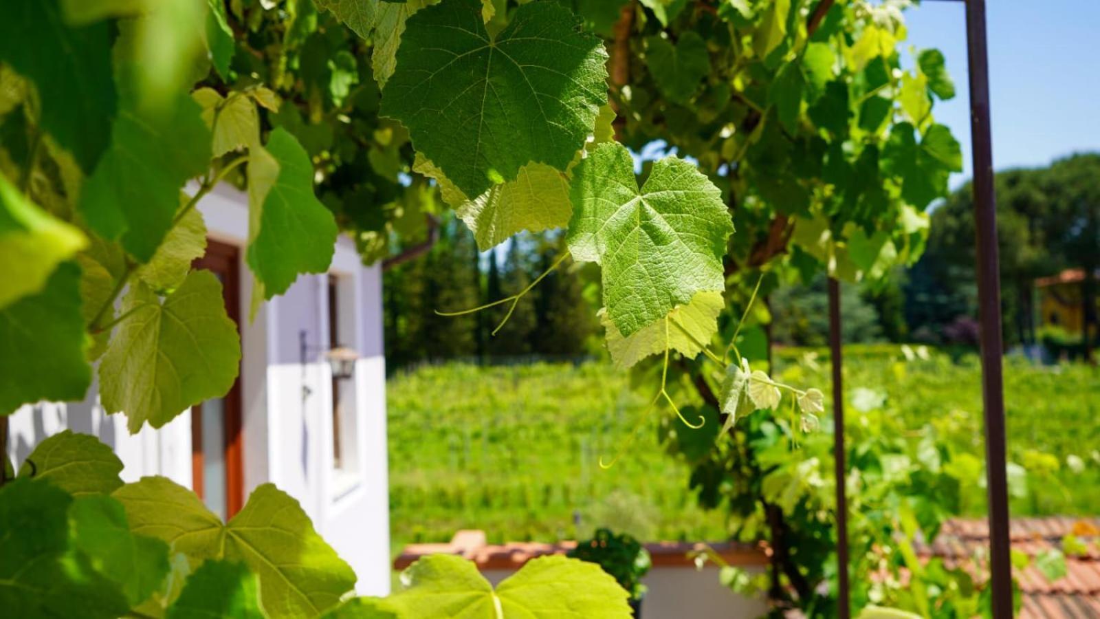 Bed and Breakfast Wine House Capannori Exterior foto