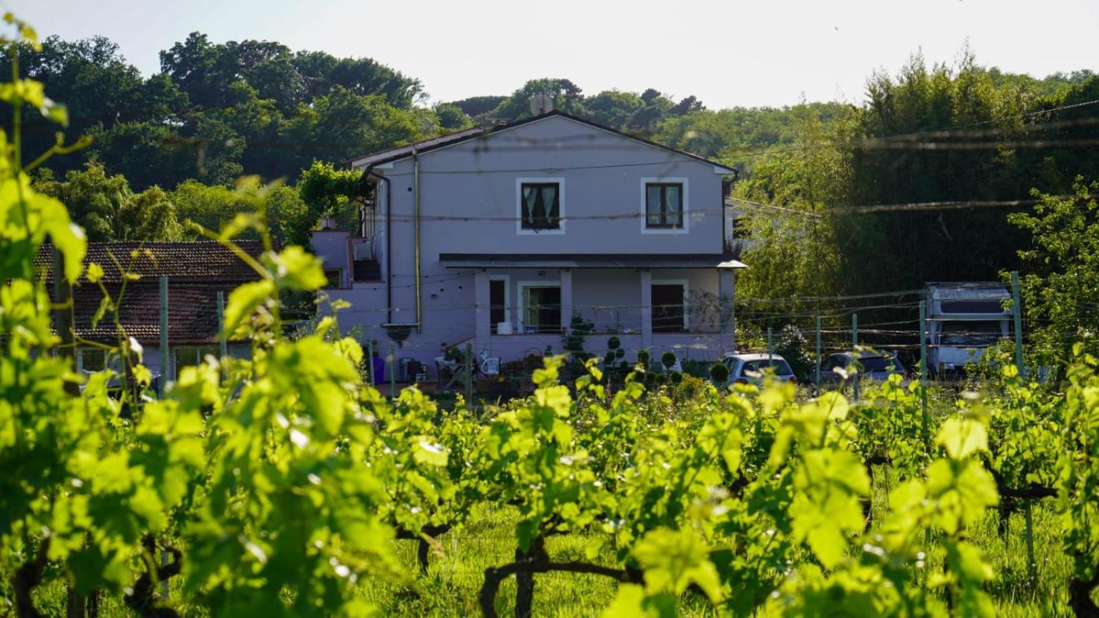 Bed and Breakfast Wine House Capannori Exterior foto