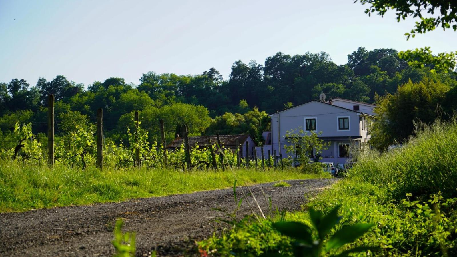 Bed and Breakfast Wine House Capannori Exterior foto