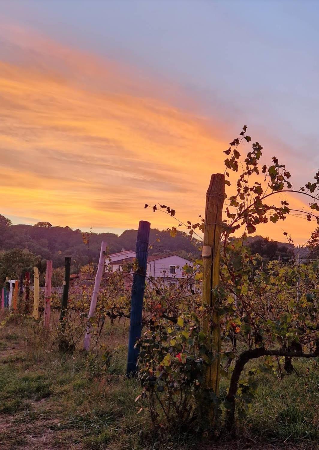 Bed and Breakfast Wine House Capannori Exterior foto